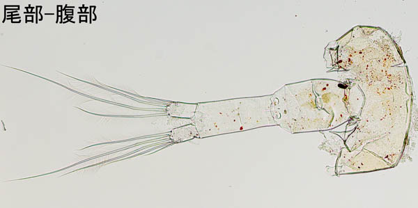 カラノピア（Calanopia minor）の画像