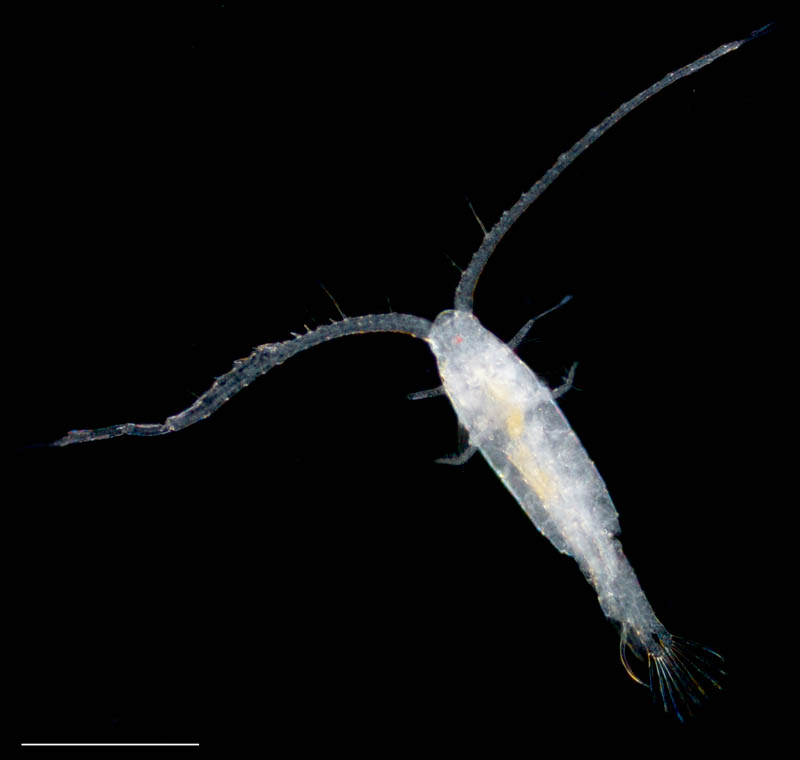 ヤマトヒゲナガケンミジンコ（Eodiaptomus japonicus）の画像