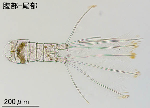 パラカラヌス科（Paracalanus aculeatus）の画像