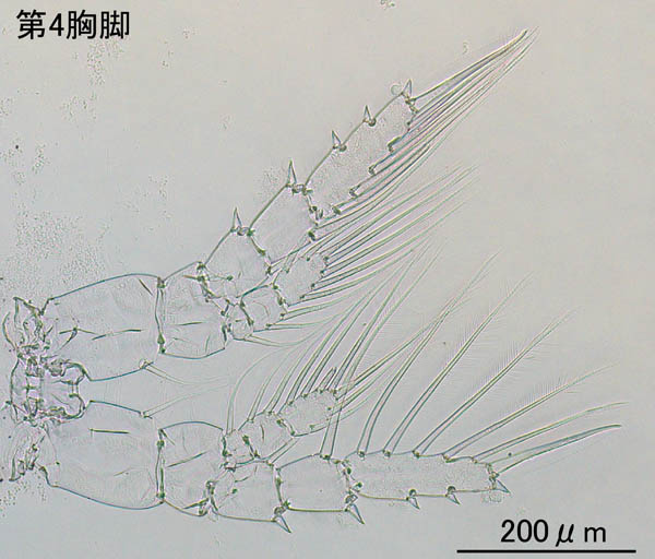 セントロパジェス科 (Centropages elongatus)の画像
