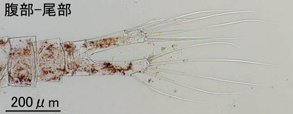 セントロパジェス科 (Centropages elongatus)の画像