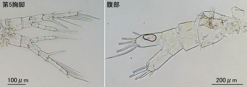 セントロパジェス科 (Centropages abdominalis)の画像