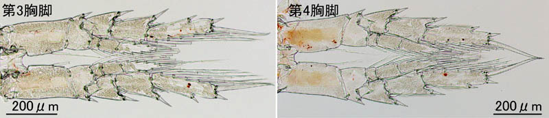 カラヌス科（Calanidae）の1種の画像