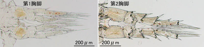 カラヌス科（Calanidae）の1種の画像