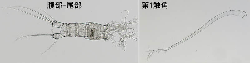 カラヌス科（Canthocalanus pauper）の画像