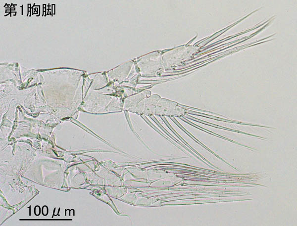 カラヌス科（Canthocalanus pauper）の画像