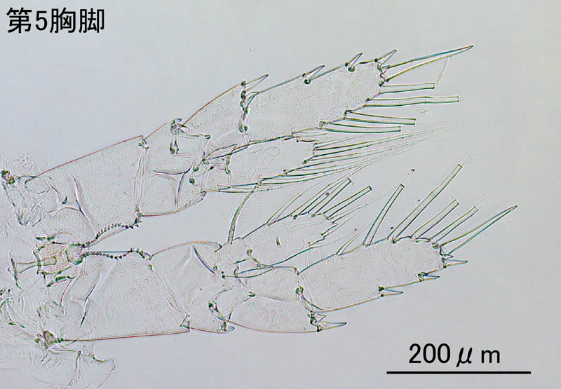 カラヌス科（Calanus finmarchicus）の画像