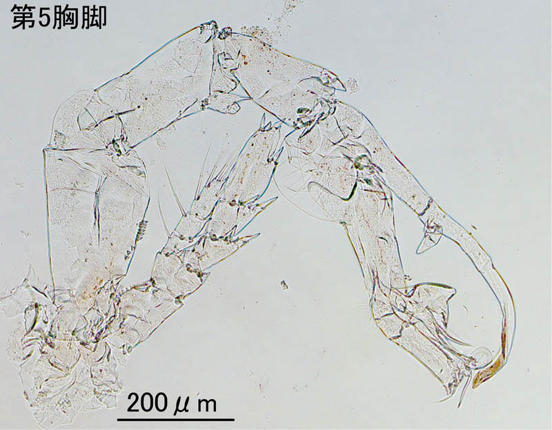 カラヌス科（Cosmocalanus darwini ）の画像