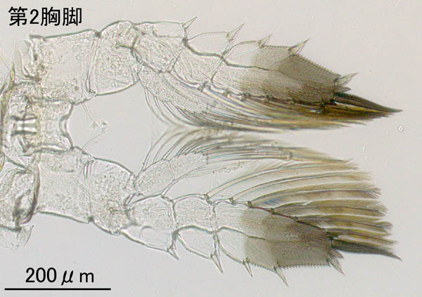 カンダシア科 (Candacia sp.)の画像