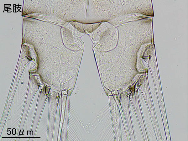 カンダシア科 (Candacia sp.)の画像