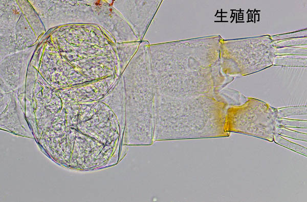 メシノセラ科（Mecynocera clausi）の画像