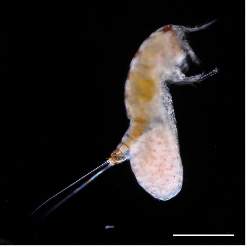 シオダマリミジンコ (Tigriopus sp.)の画像