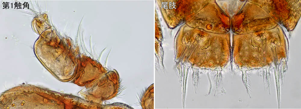 スイツキミジンコ科（Porcellidium sp.1）の画像