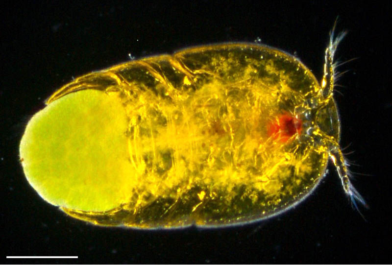 スイツキミジンコ属（Porcellidium）の画像