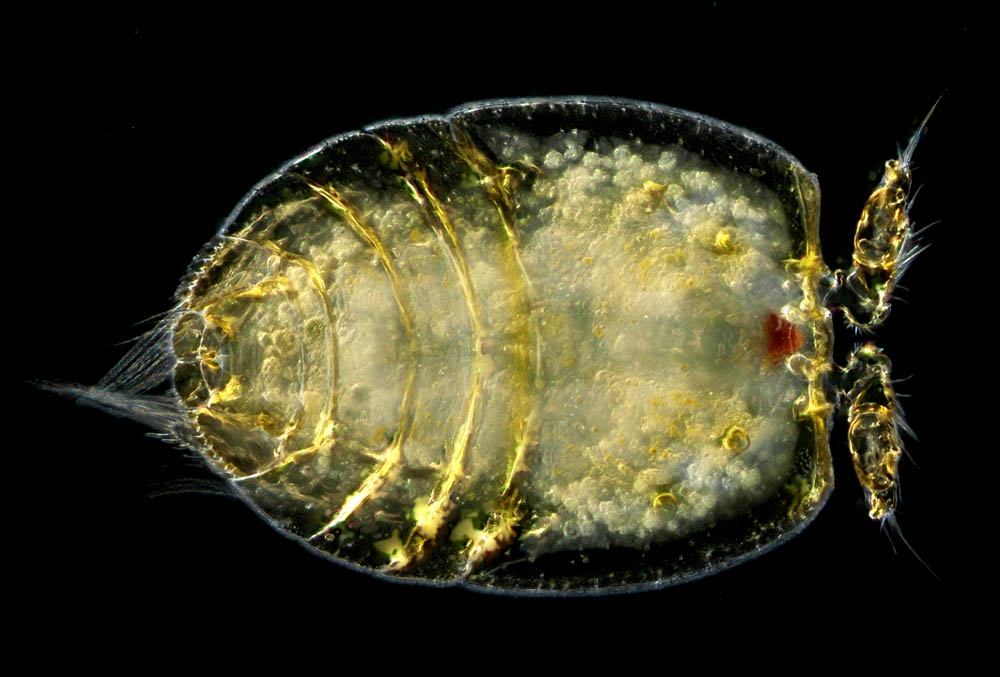 スイツキミジンコ（Porcellidium kiiroum）の画像