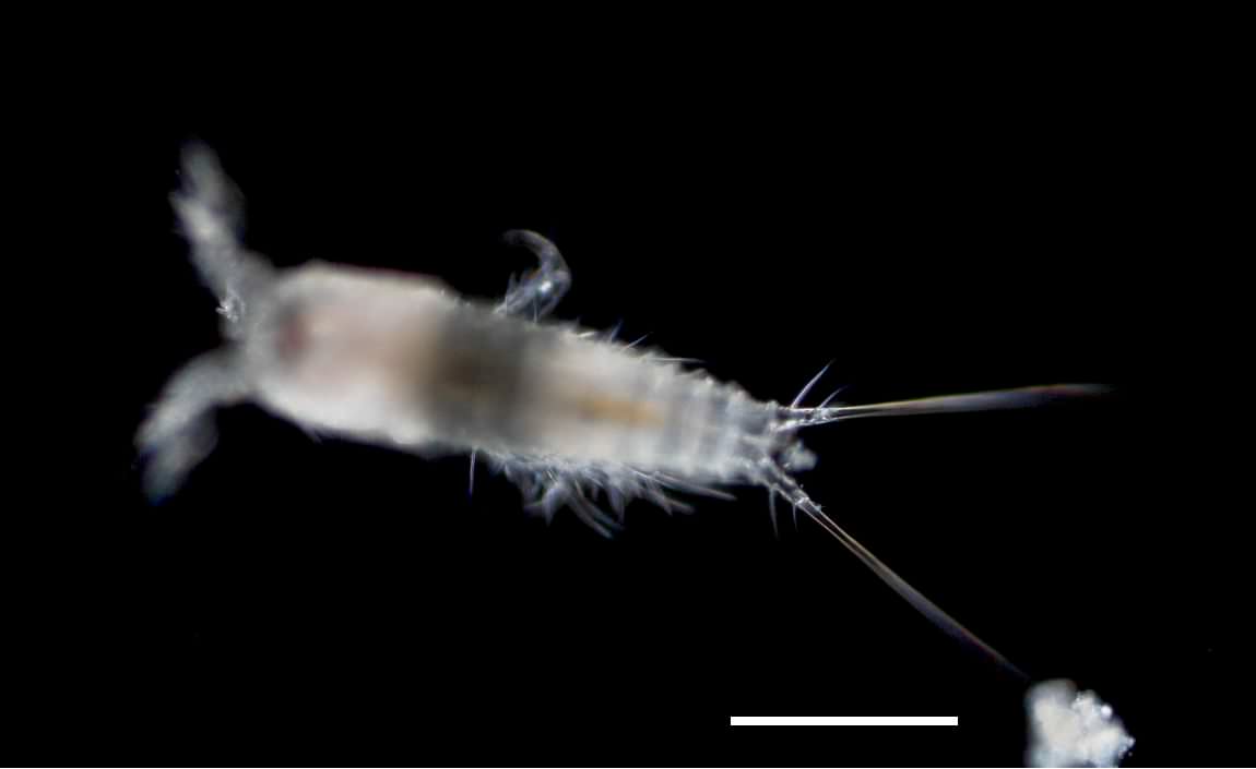 テナガソコミジンコ科（Laophontidae)の画像