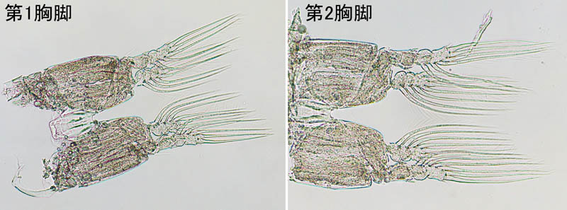 モンストリラ目（Cymbasoma sp.3）の画像