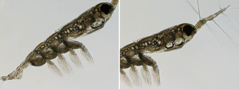 モンストリラ目（Cymbasoma sp.3）の画像