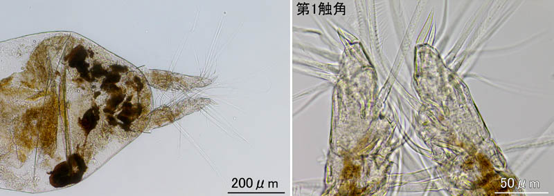 モンストリラ目（Cymbasoma rigidum (雌)）の画像