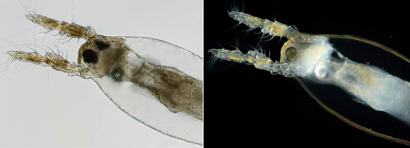 モンストリラ目（Cymbasoma rigidum (雌)）の画像
