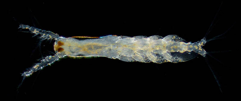 モンストリラ目（Cymbasoma longispinosum(雄)）の画像