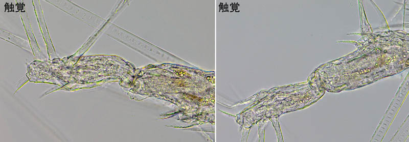 モンストリラ目（Cymbasoma longispinosum(雄)）の画像