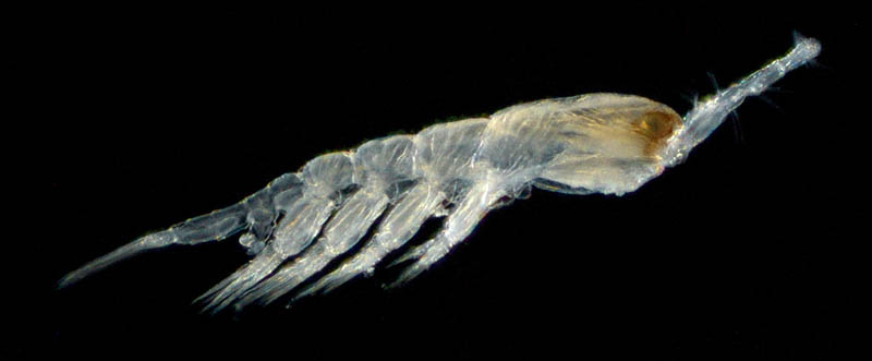 モンストリラ目（Caromiobenella helgolandica）の画像