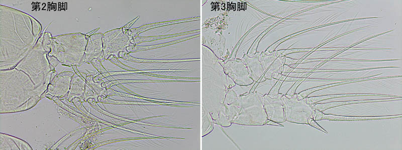モンストリラ目（Caromiobenella helgolandica）の画像