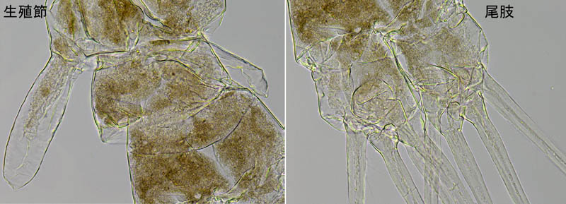 モンストリラ目（Cymbasoma rigidum (雄)）の画像