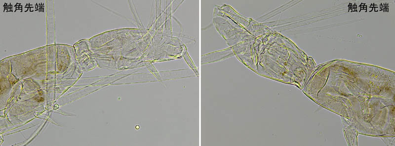 モンストリラ目（Cymbasoma rigidum (雄)）の画像