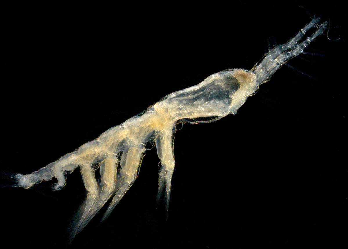 モンストリラ目（Monstrilla grandis）の画像