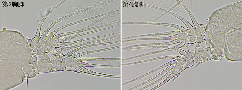 モンストリラ目（Cymbasoma sp.1）の画像