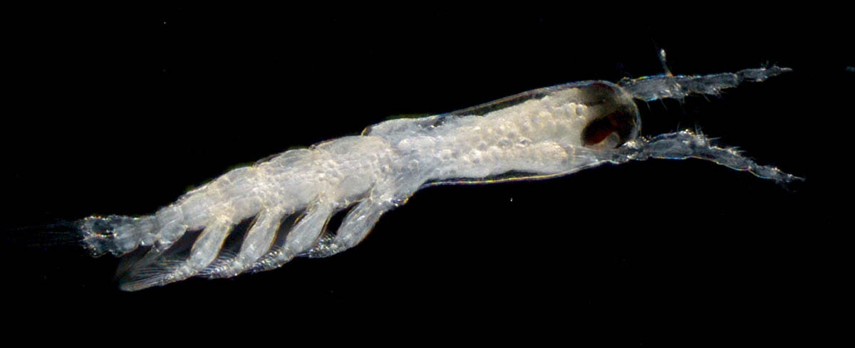 モンストリラ目（Cymbasoma sp.1）の画像