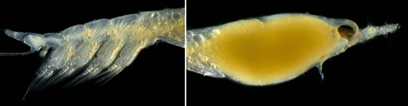 モンストリラ目（Cymbasoma sp.2）の画像