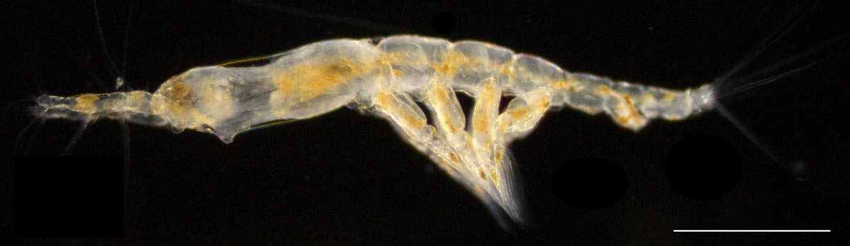 モンストリラ科（Monstrilloidae）の画像
