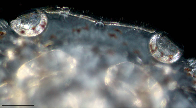 ウオジラミ(Caligus sp.)の画像