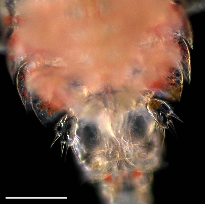 サフィレラ型カイアシ類（Hemicyclops sp.）の画像