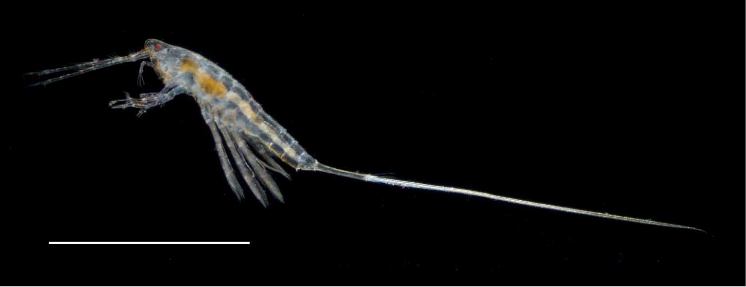 マクロセテラ (Macrosetella gracilis)_の画像