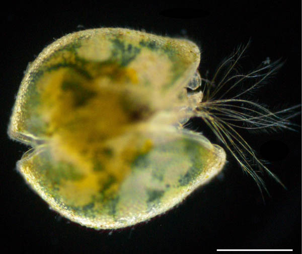 カイミジンコ (Cypris granulata) の画像
