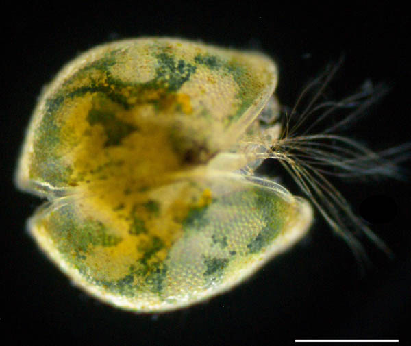 カイミジンコ (Cypris granulata) の画像
