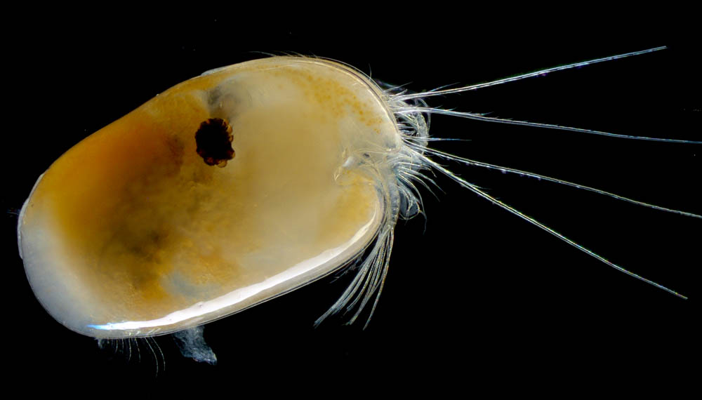貝虫 ミオドコーパ亜目（Myodocopa）の画像