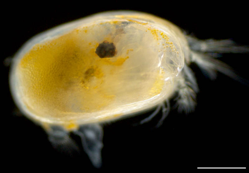 貝虫 ミオドコーパ亜目（Myodocopa）の画像
