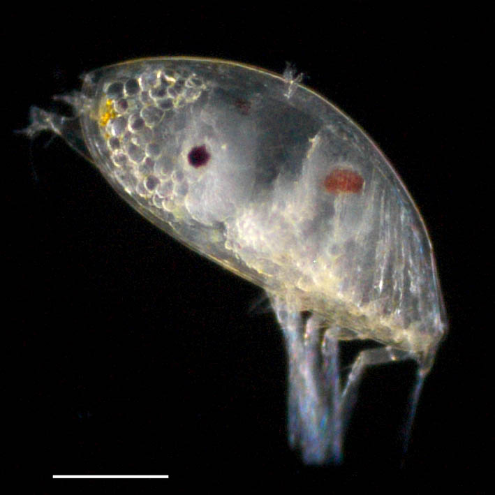 キプリス幼生（Cypirs larva）の画像