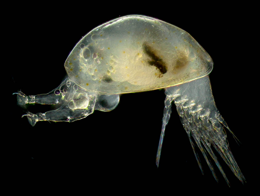 鞘甲亜綱（フジツボなど）のキプリス幼生の画像