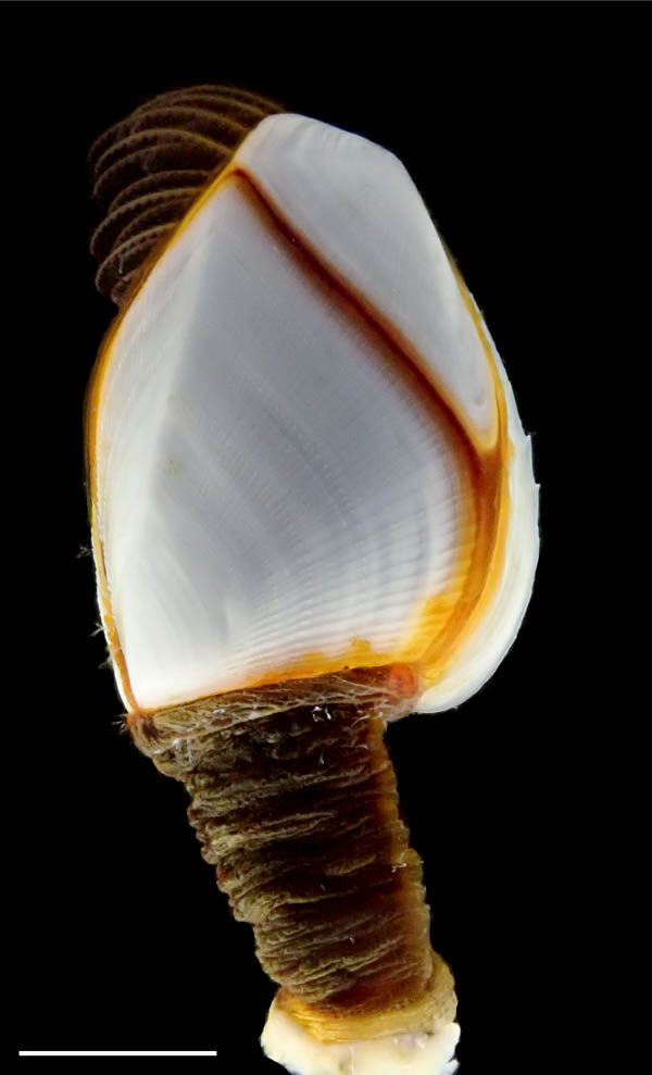 エボシガイ（Lepas anatifera）の画像
