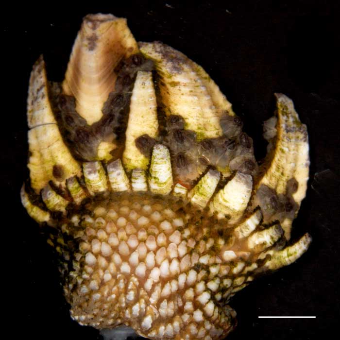 カメノテ(Capitulum sp.)の画像です。