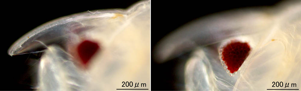 コノハエビ（Nebalia bipes）の画像