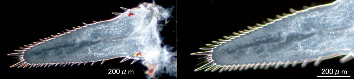 ヨアミ（Siriella okadai または Siriella japonica）の画像