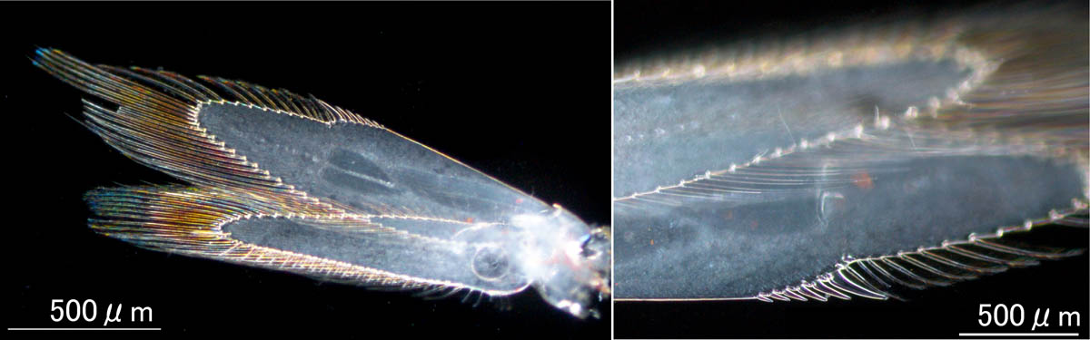ヨアミ（Siriella okadai または Siriella japonica）の画像