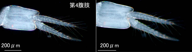 シリエラ (Siriella japonica sagamiensis) 